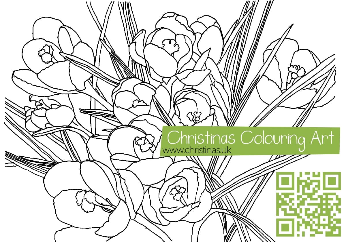 Download Colouring Page Crocuses