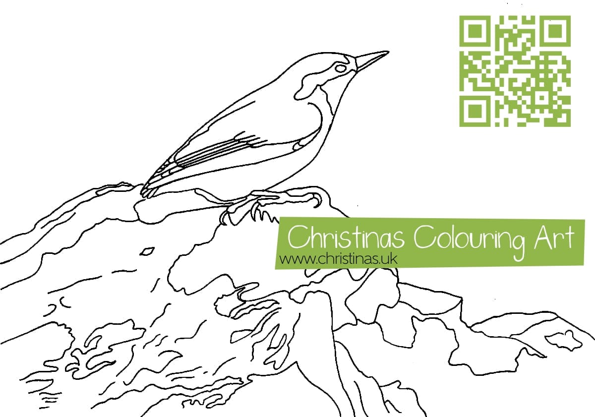 Download Colouring Page Nuthatch