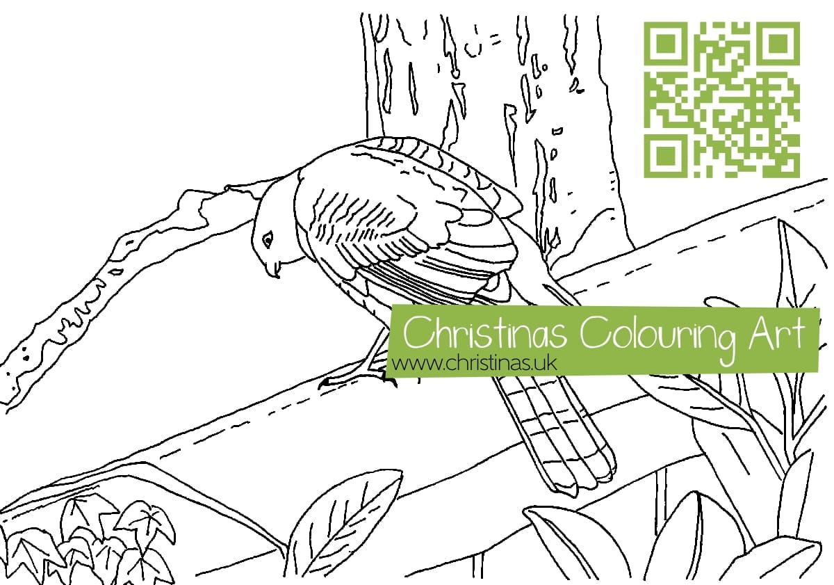 Download Colouring Page Sparrowhawk